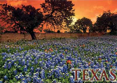 Bluebonnet Sunrise Texas Postcard