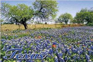 Bluebonnet Texas Postcard